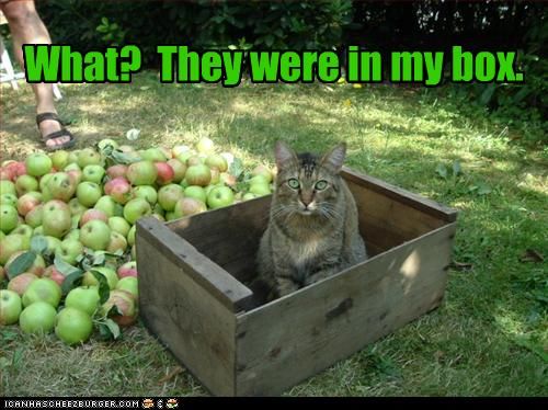 Picture of a lawn with a box with apples scattered around the grass outside of it. A cat is sitting inside the box. The caption on the top reads, "What? They were in my box!"