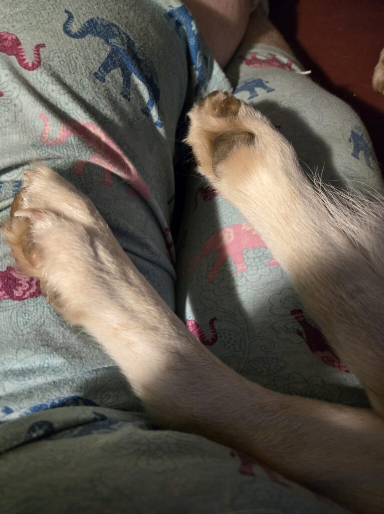 Close‑up of Loki’s light‑colored paws resting on patterned fabric.